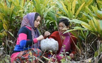 रुद्रप्रयाग से आती इलायची की खुशबू से रुकेगा पलायन