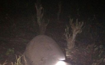 ट्रेन की चपेट मे आने से शिशु हाथी की मौत