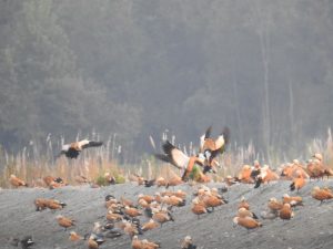 bird festival