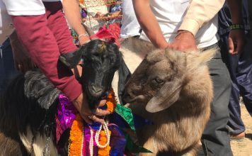 bakri swmvyar in tehri