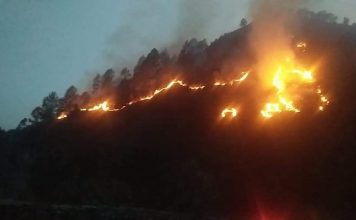 DMs to take effective steps to prevent forest fires:CM