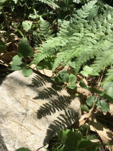 monsoon, fern