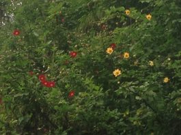 Monsoon, Wildflowers