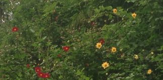 Monsoon, Wildflowers