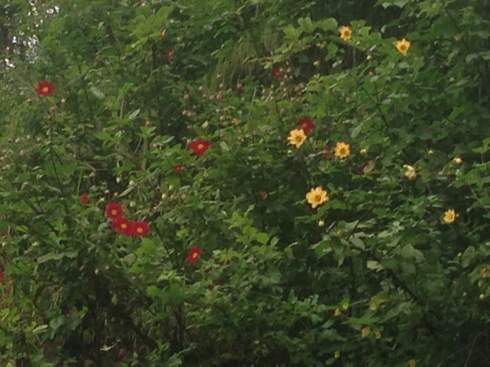 Monsoon, Wildflowers