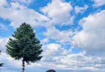 Gauri: Words in Small Hands