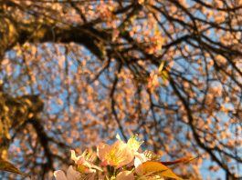 Blooming Mussoorie this Harela