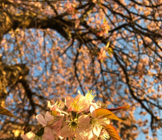 Blooming Mussoorie this Harela