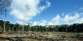 deforestation becomes a menace