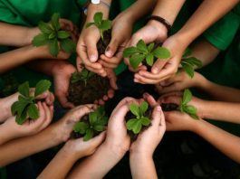 Pilgrims to plant sapling