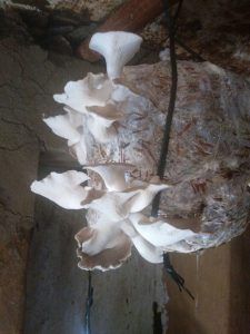 oyster mushroom