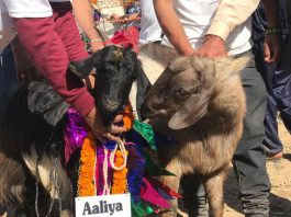 bakri swmvyar in tehri