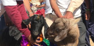 bakri swmvyar in tehri