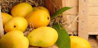 Mangoes in this time is giving health problems
