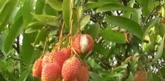 Litchi,crop damage,haridwar,weather