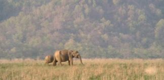 कॉर्बेट नेशनल पार्क