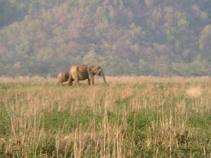 कॉर्बेट नेशनल पार्क