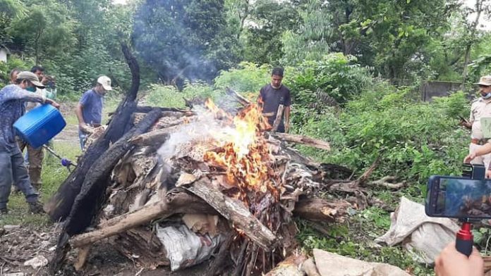 कार्बेट