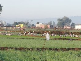 जंगली पक्षी