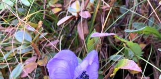 हिमालयी